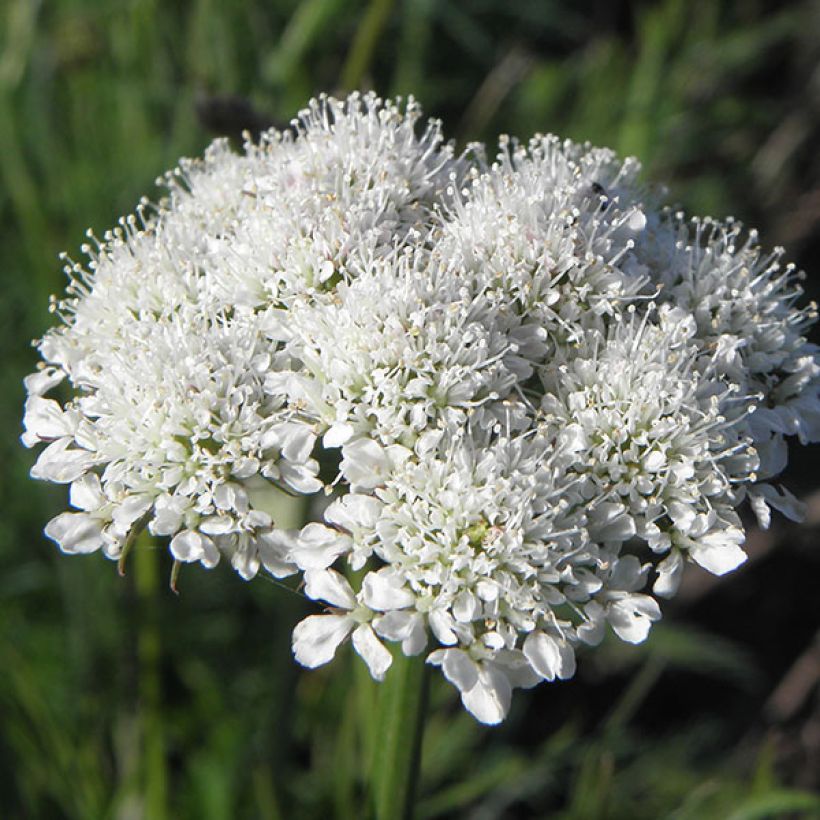 Bunium bulbocastanum - Bulbocastano comune (Fioritura)