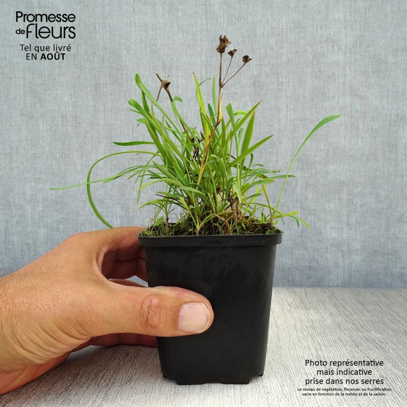 Esemplare di Bupleurum falcatum - Bupleuro falcato Vasetto da 8/9 cm consegnato in estate