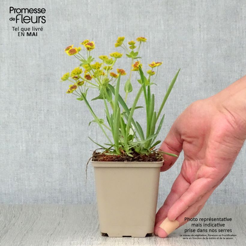 Bupleurum falcatum - Bupleuro falcato Vasetto da 8/9 cm esemplare consegnato in primavera