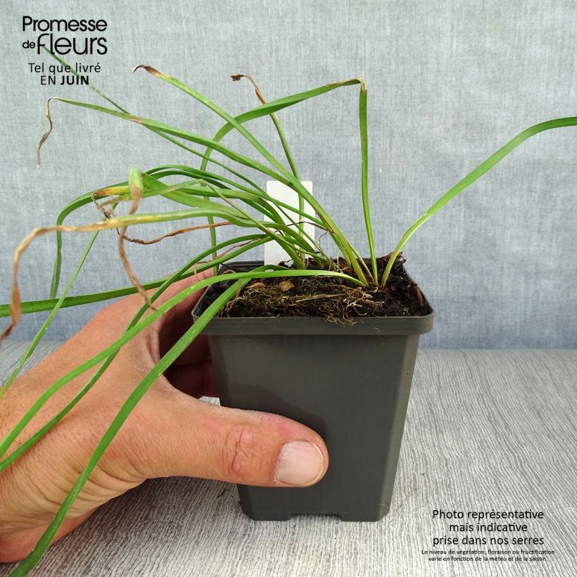 Esemplare di Butomus umbellatus - Giunco fiorito Vasetto da 8/9 cm consegnato in estate