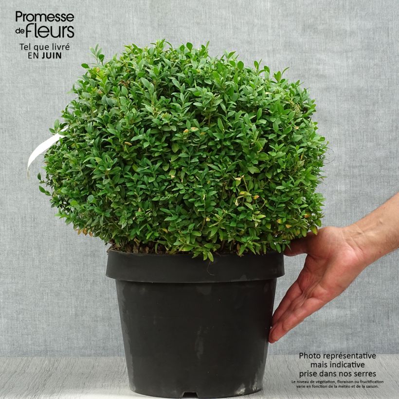 Esemplare di Buxus sempervirens Arborescent - Bosso Vaso da 7,5L/10L consegnato in estate