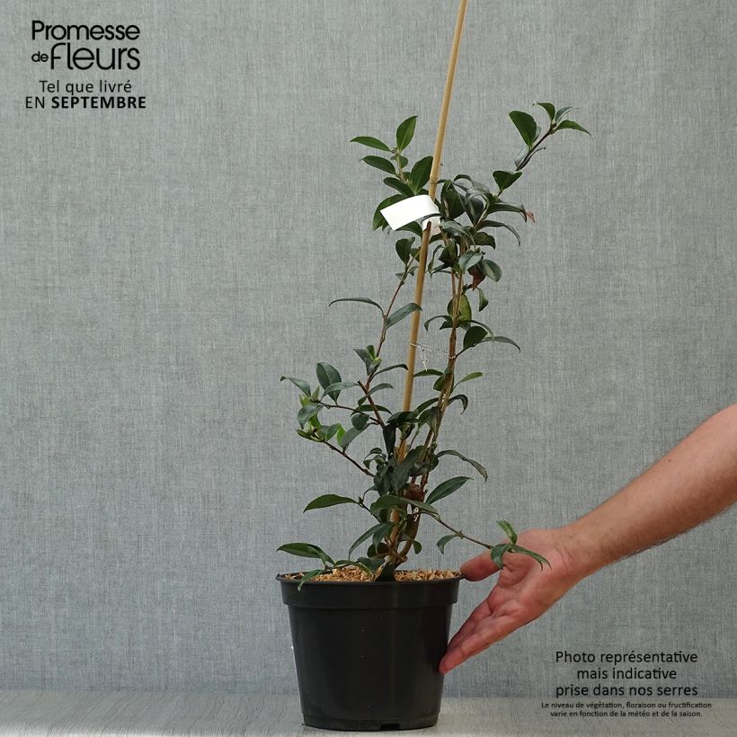 Esemplare di Camellia sasanqua Stars'n Stripes Vaso da 4L/5L come consegnato in autunno
