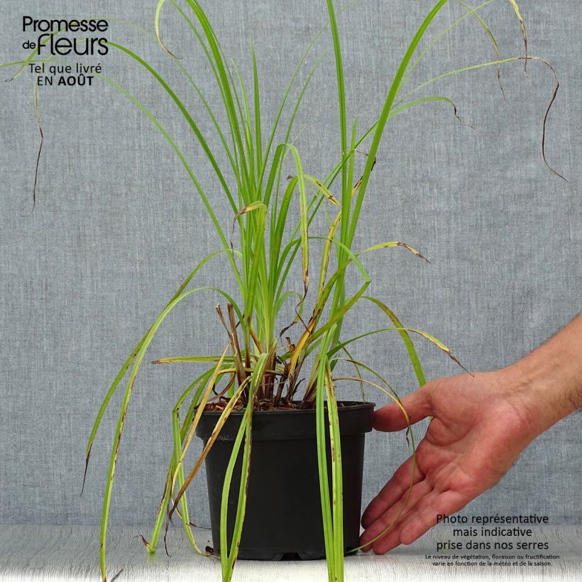 Esemplare di Carex grayi Vaso da 2L/3L consegnato in estate