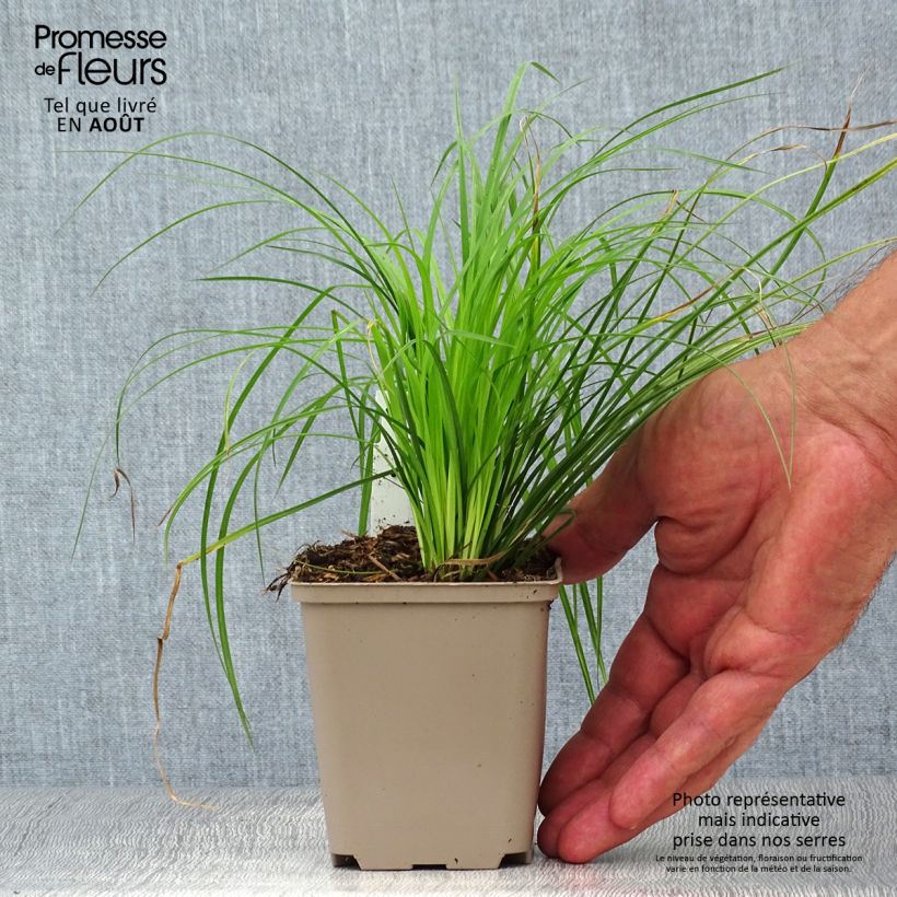 Esemplare di Carex montana - Carice montana Vasetto da 8/9 cm consegnato in estate