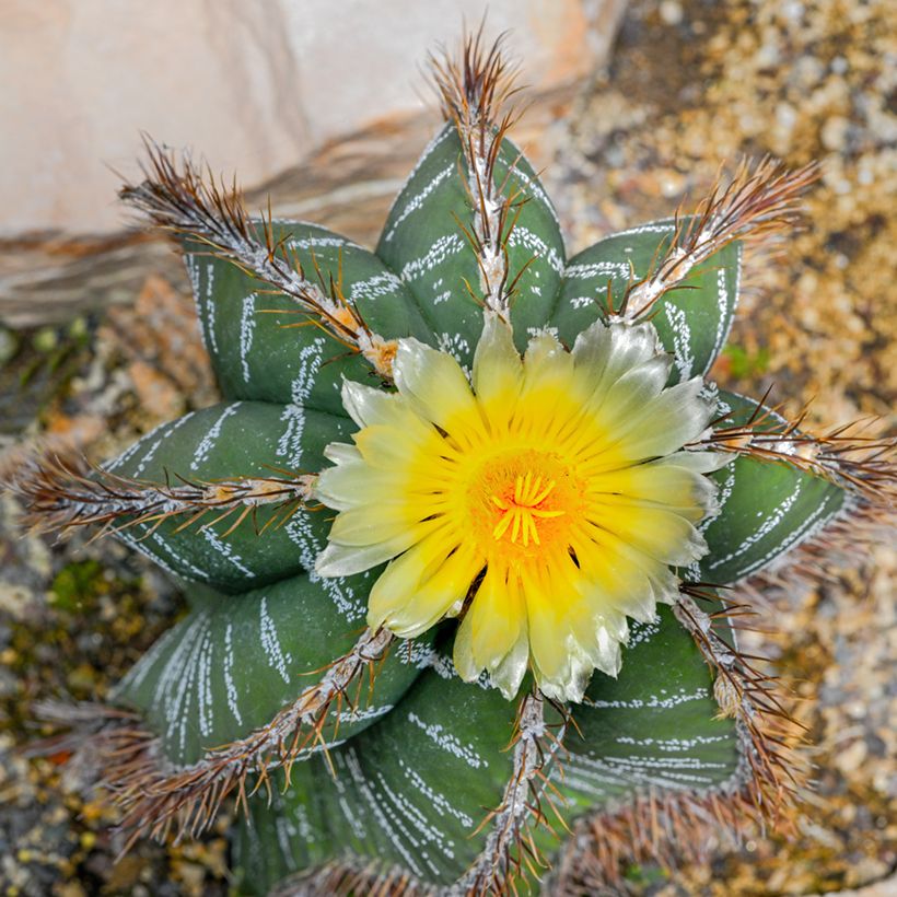 Cactus - Astrophytum ornatum (Fioritura)
