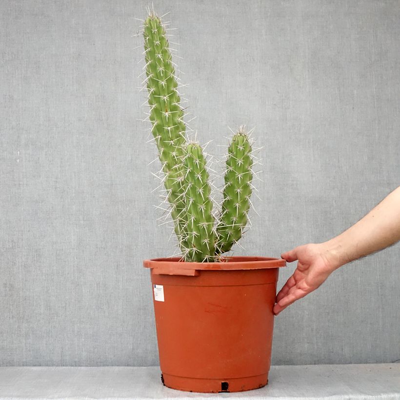 Cactus - Harrisia tetracantha - Pot de 12L/15L esemplare consegnato in primavera