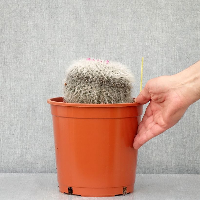 Cactus - Mammillaria hahniana - Pot de 4L/5L esemplare consegnato in primavera