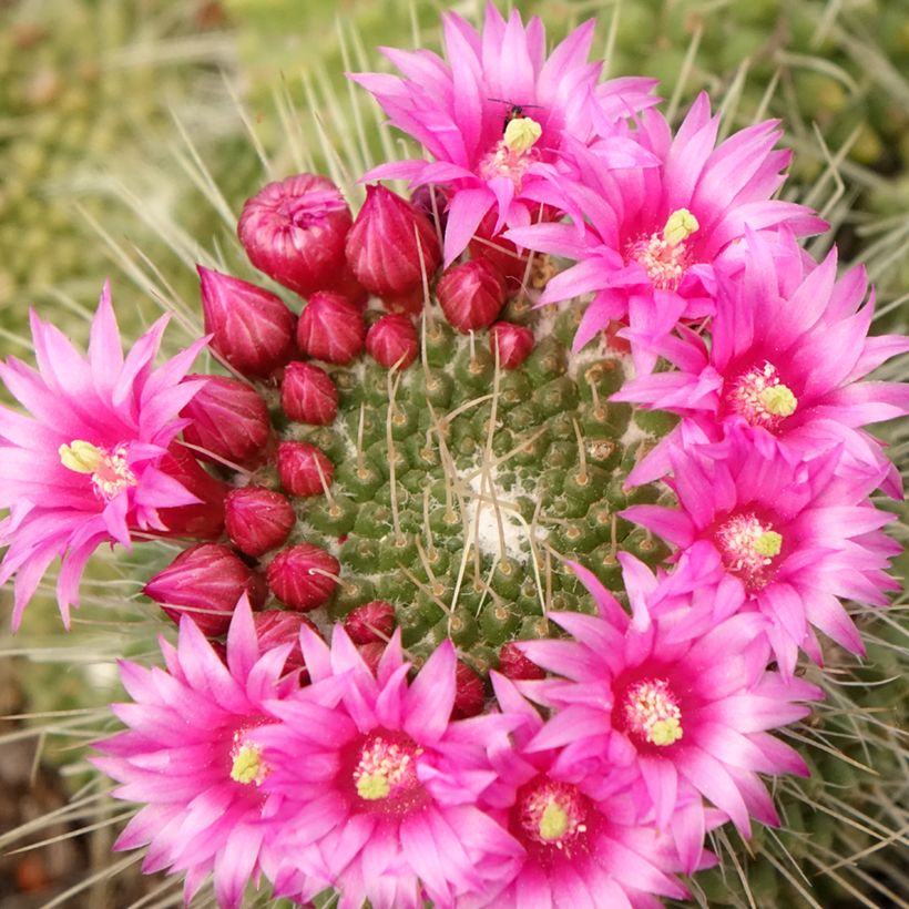 Cactus - Mammillaria Un Pico (Fioritura)