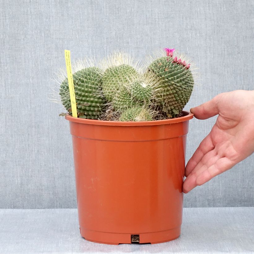 Cactus - Mammillaria Un Pico - Pot de 4L/5L esemplare consegnato in primavera
