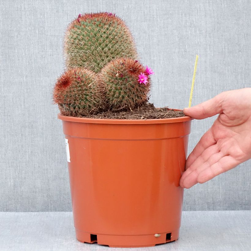 Cactus - Mammillaria ernestii var. rubrispina - Pot de 4L/5L esemplare consegnato in primavera