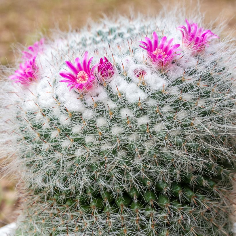 Cactus - Mammillaria hahniana (Fioritura)