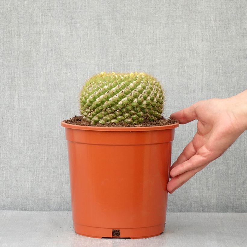 Cactus - Mammillaria marksiana - Pot de 4L/5L esemplare consegnato in primavera