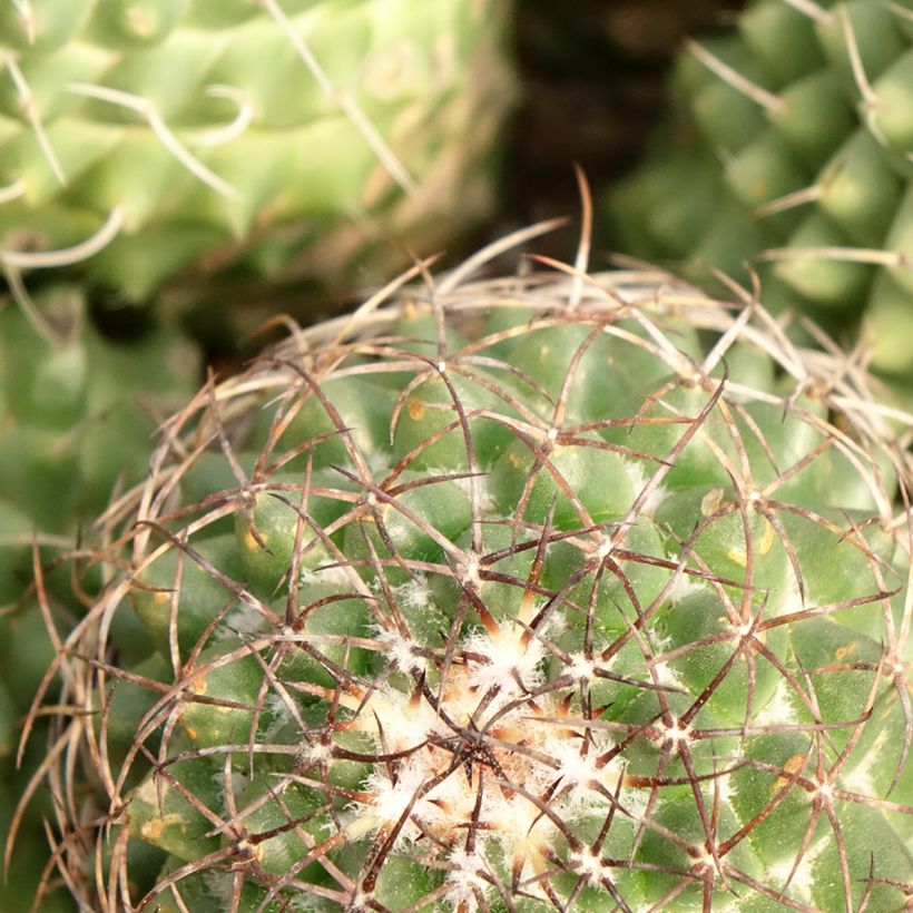 Cactus - Mammillaria Toluca (Fogliame)