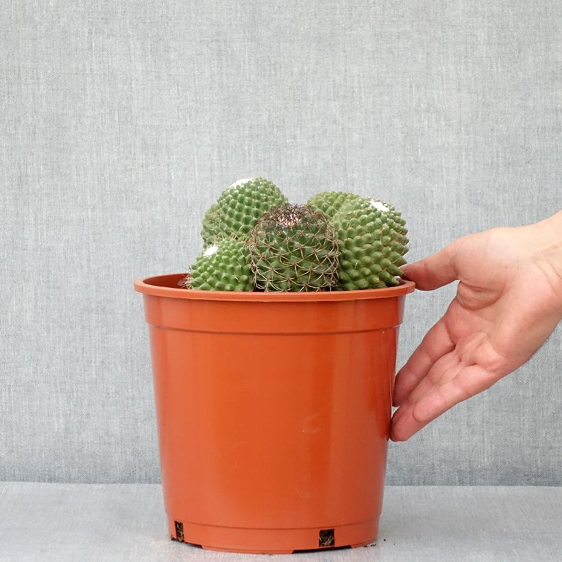 Cactus - Mammillaria Toluca - Pot de 4L/5L esemplare consegnato in primavera