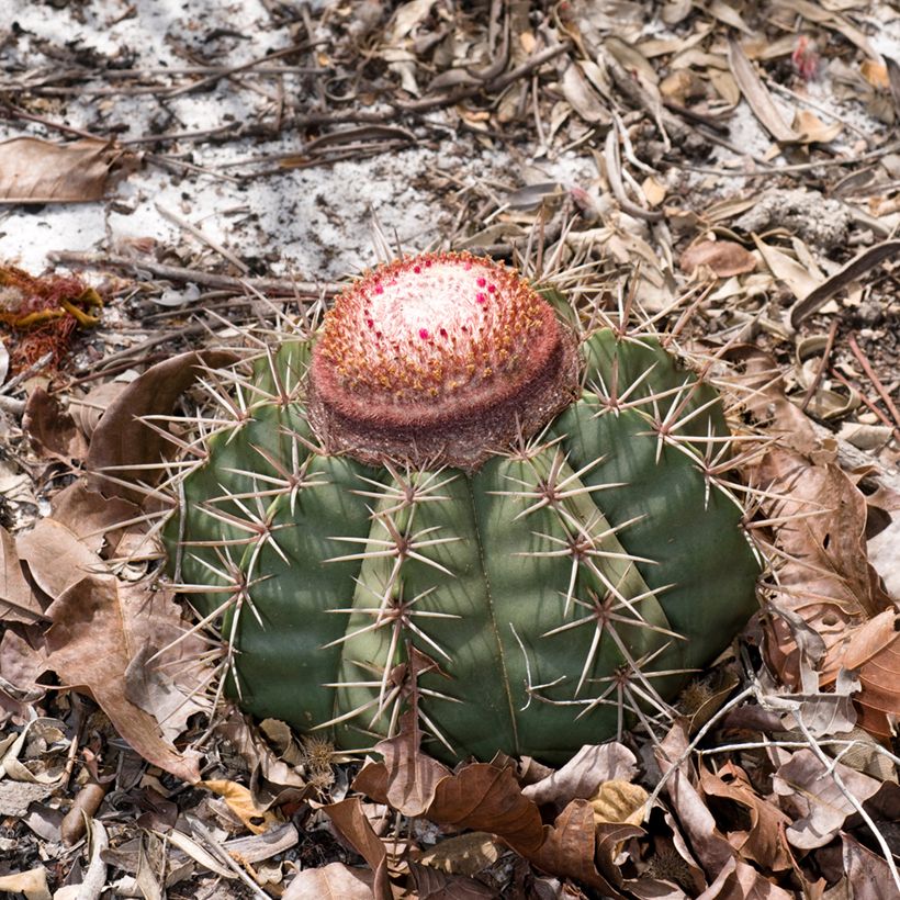 Cactus - Melocactus bahiensis (Porto)