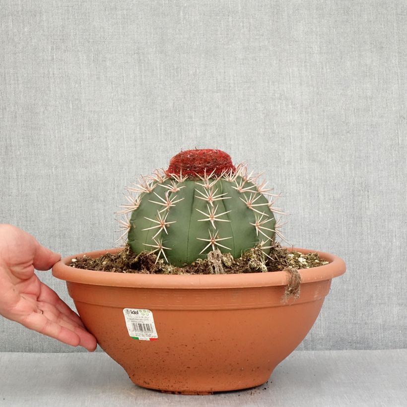 Cactus - Melocactus bahiensis - Pot de 6L/7L esemplare consegnato in primavera