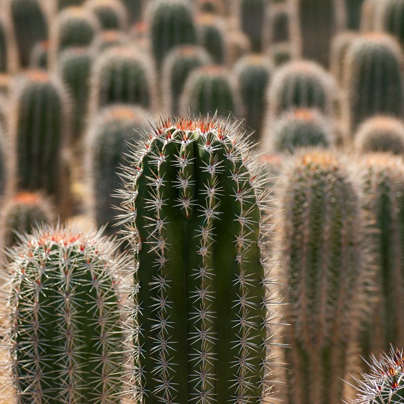 Cactus - Pachycereus pringlei (Fogliame)