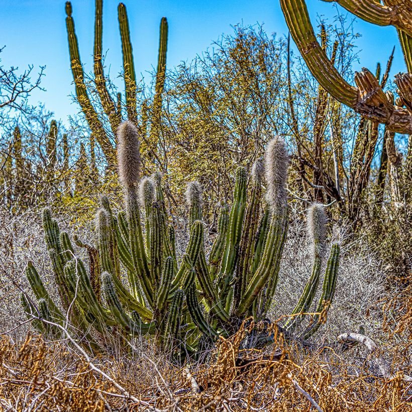 Cactus - Pachycereus pringlei (Porto)