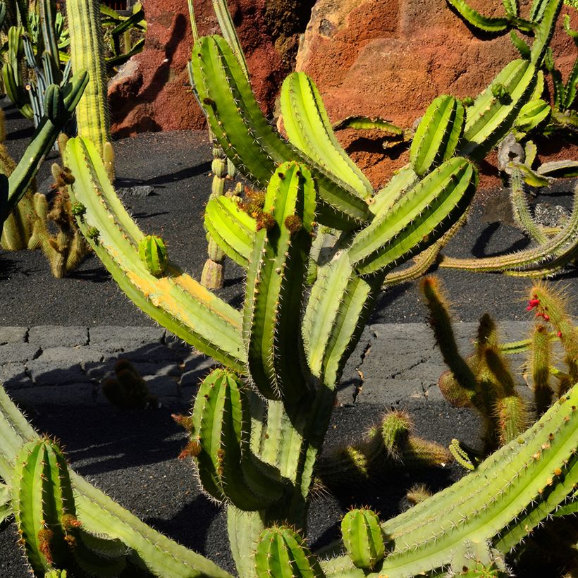 Cactus - Polaskia chende (Porto)
