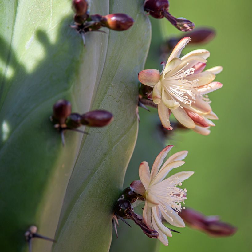 Cactus - Polaskia chichipe (Fioritura)