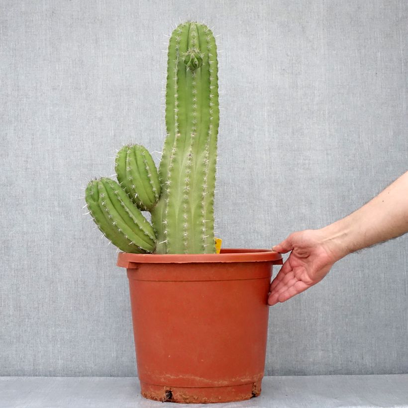 Cactus - Polaskia chichipe - Pot de 12L/15L esemplare consegnato in primavera