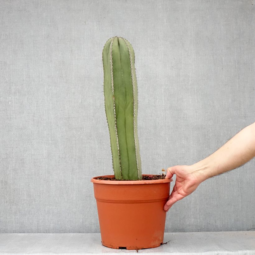Cactus - Stenocereus marginatus - Pot de 12L/15L esemplare consegnato in primavera