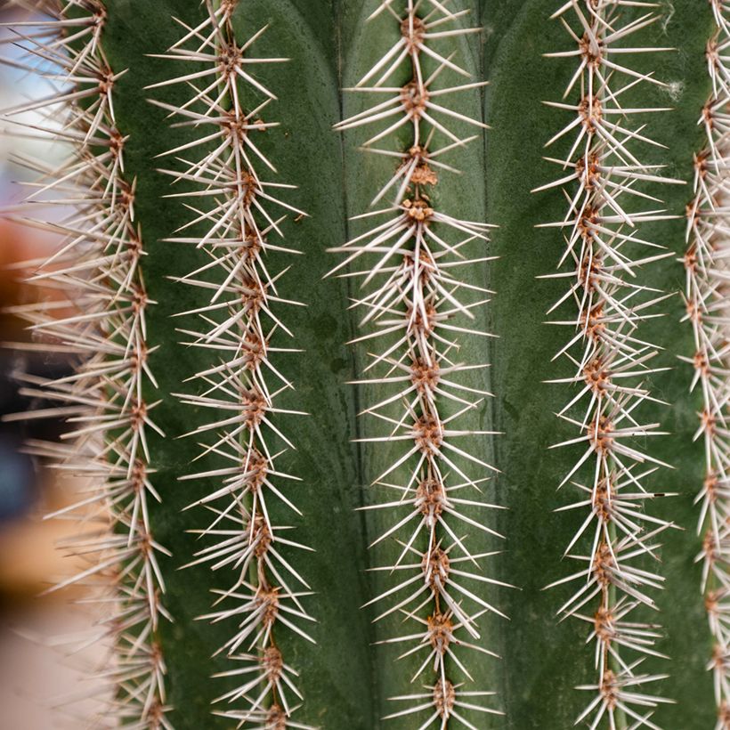 Cactus - Stenocereus griseus (Fogliame)