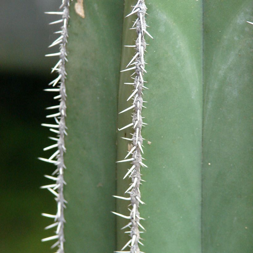 Cactus - Stenocereus marginatus (Fogliame)
