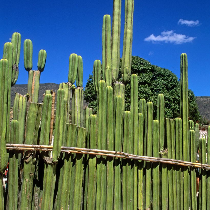 Cactus - Stenocereus marginatus (Porto)