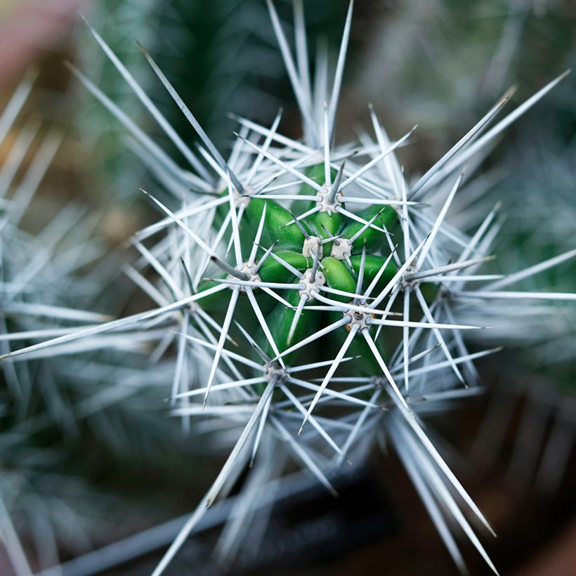 Cactus - Stetsonia coryne (Fogliame)