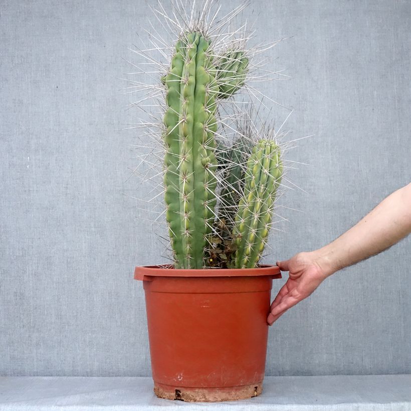Cactus - Stetsonia coryne - Pot de 12L/15L esemplare consegnato in primavera