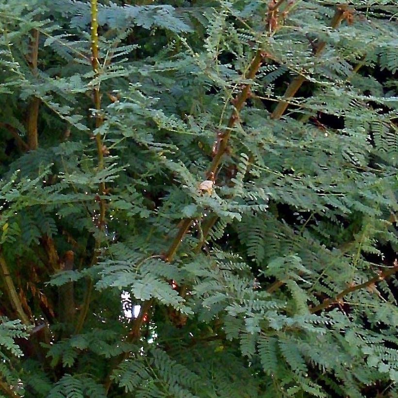 Caesalpinia gilliesii - Poinciana (Fogliame)