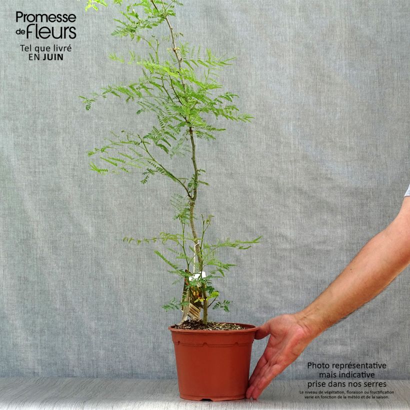 Esemplare di Caesalpinia gilliesii - Poinciana Vaso da 2L/3L consegnato in estate
