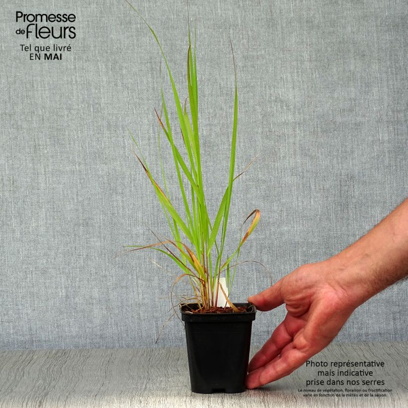 Calamagrostis acutiflora Karl Foerster en godet de 9cm esemplare consegnato in primavera