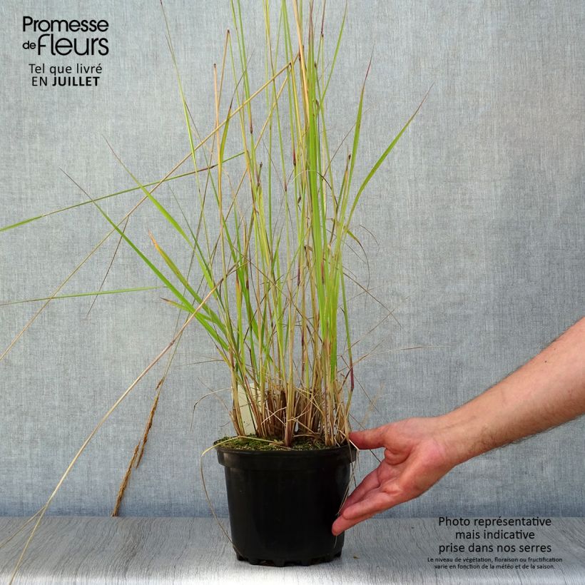 Esemplare di Calamagrostis acutiflora Karl Foerster Vaso da 2L/3L consegnato in estate
