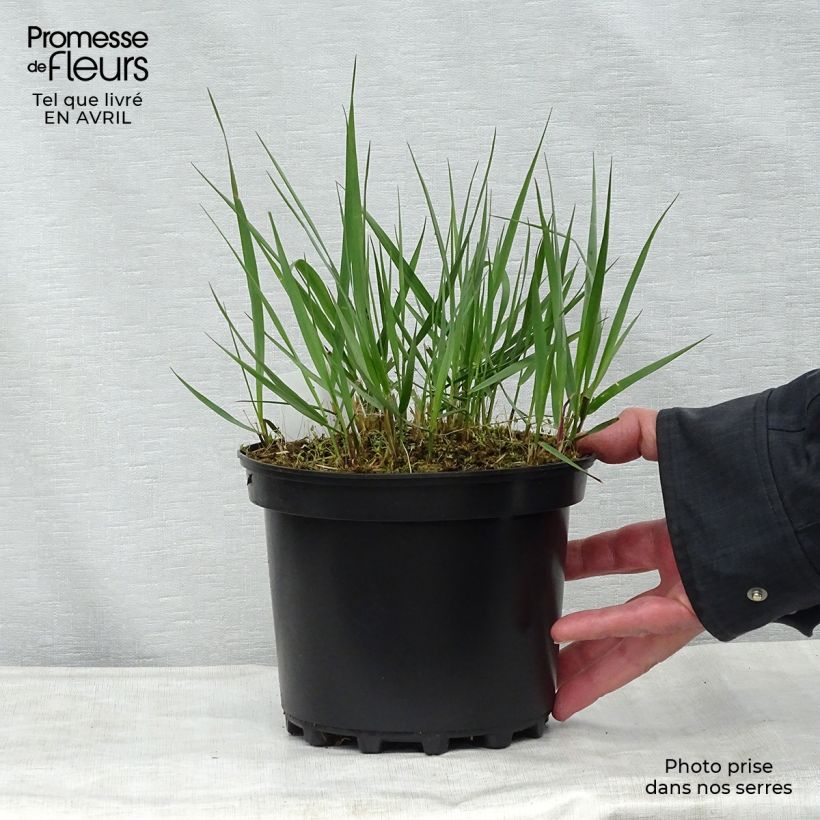 Calamagrostis acutiflora Karl Foerster en pot de 2L/3L esemplare consegnato in primavera