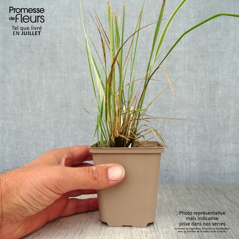 Esemplare di Calamagrostis acutiflora Overdam Vasetto da 8/9 cm consegnato in estate