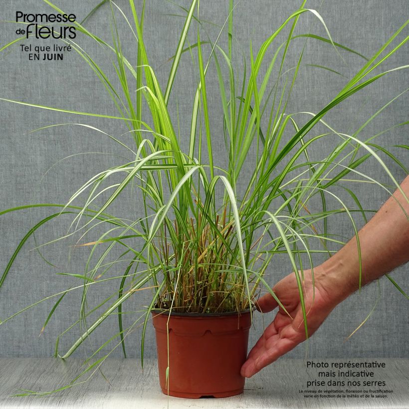 Esemplare di Calamagrostis acutiflora Overdam Vaso da 2L/3L consegnato in estate