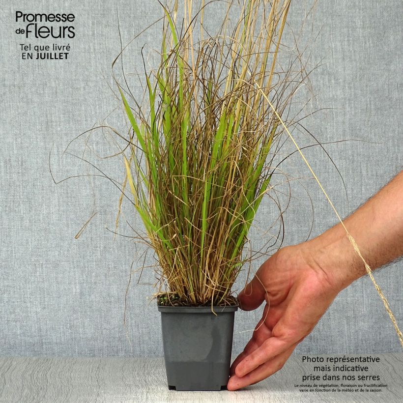 Esemplare di Calamagrostis acutiflora Waldenbuch Vasetto da 8/9 cm consegnato in estate