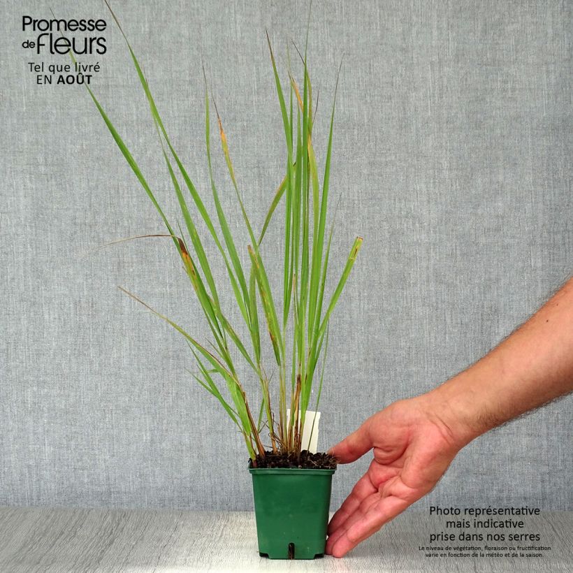 Esemplare di Calamagrostis brachytricha Vasetto da 8/9 cm consegnato in estate