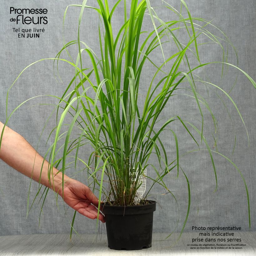 Esemplare di Calamagrostis brachytricha Vaso da 3L/4L consegnato in estate