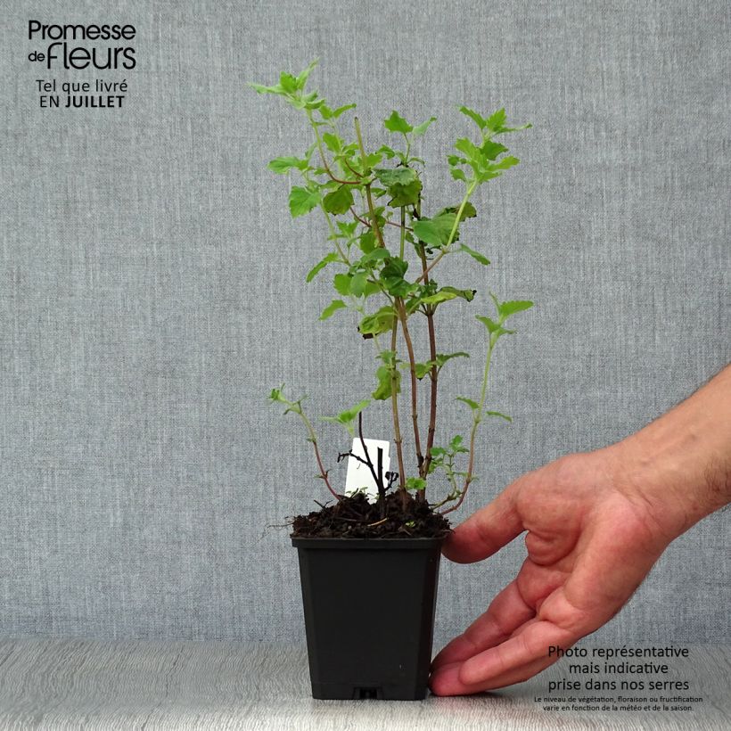 Esemplare di Calamintha grandiflora - Mentuccia Vasetto da 8/9 cm consegnato in estate