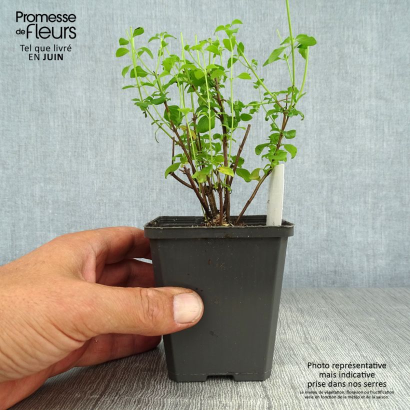 Esemplare di Calamintha nepeta - Mentuccia commune Vasetto da 8/9 cm consegnato in estate