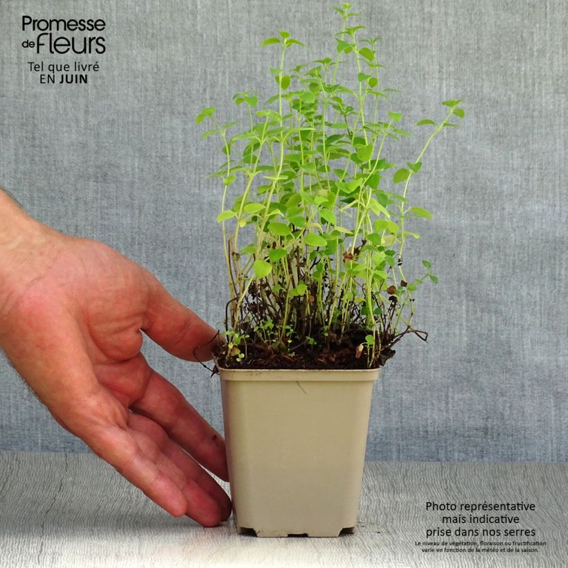 Esemplare di Calamintha nepeta White Cloud - Mentuccia comune Vasetto da 8/9 cm consegnato in estate