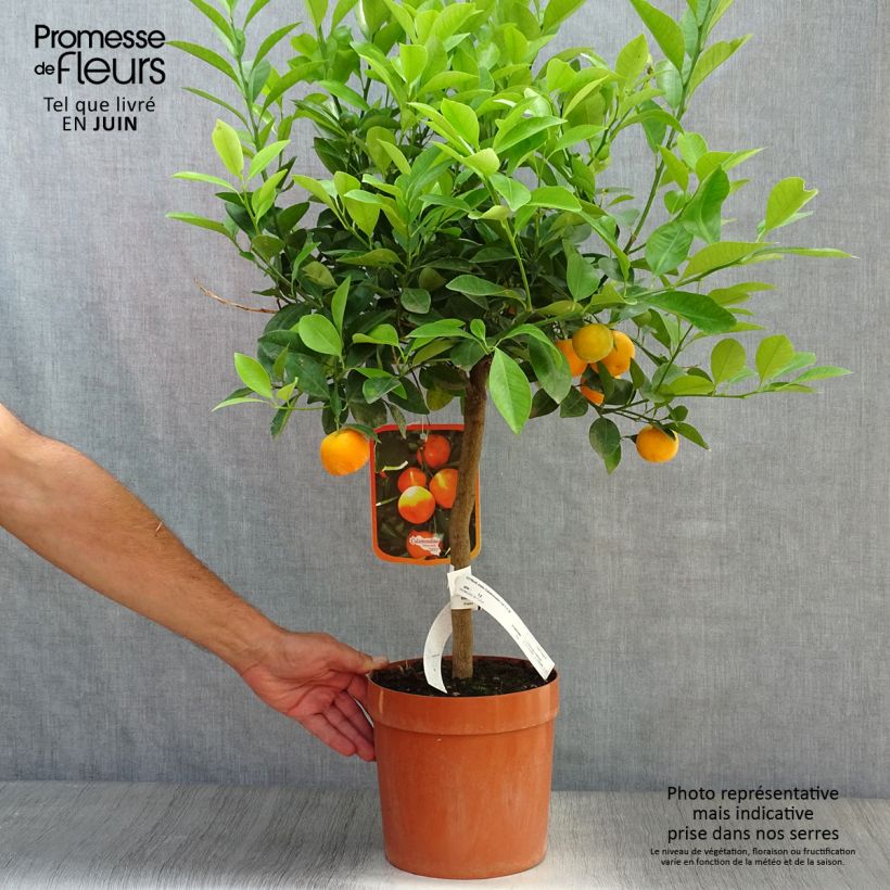 Esemplare di Citrus madurensis - Calamondino Vaso da 4L/5L, Vaso impalcato basso consegnato in estate
