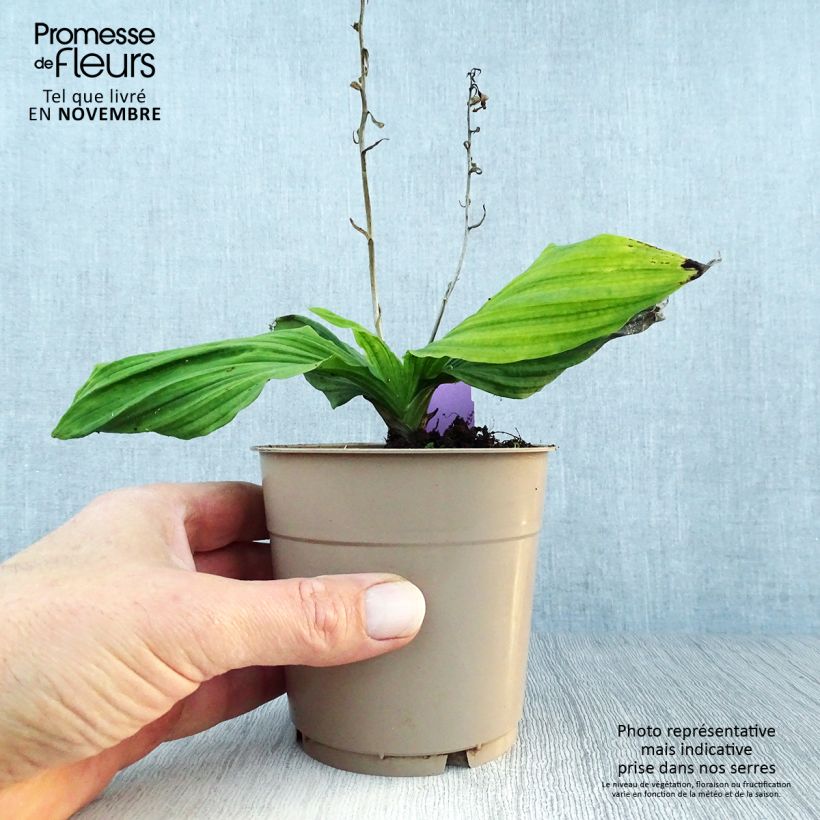 Esemplare di Calanthe reflexa Vaso da 1,5L/2L taglia I come consegnato in autunno