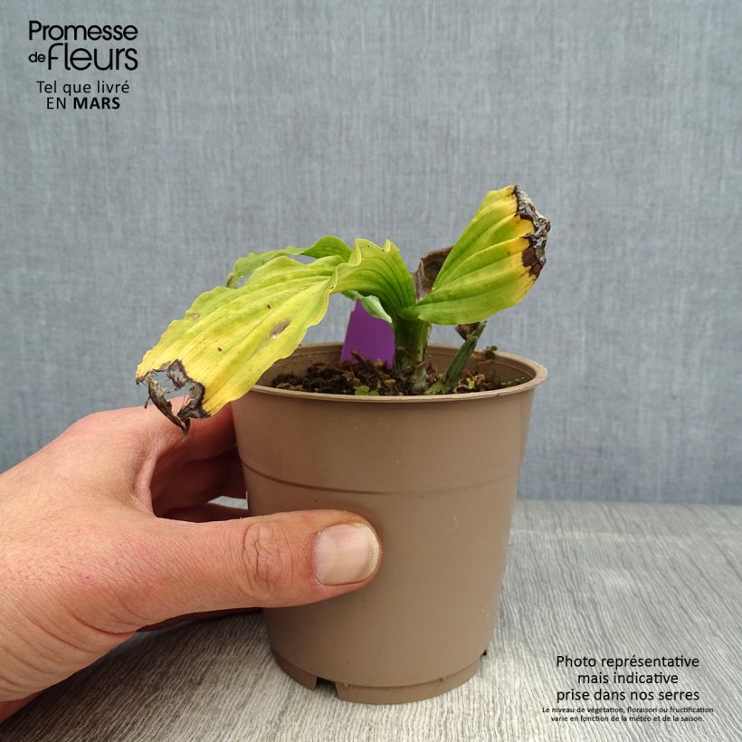 Calanthe reflexa - Orchidée vivace Pot de 1,5L/2L calibre I esemplare consegnato in primavera