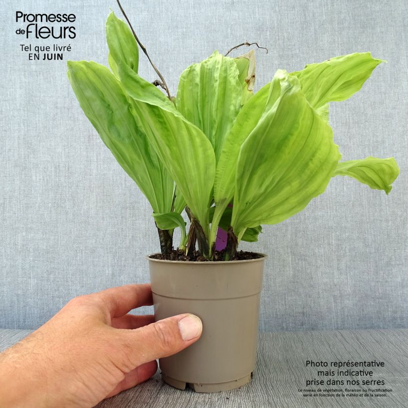Esemplare di Calanthe sieboldii Vaso da 1L/1,5L consegnato in estate