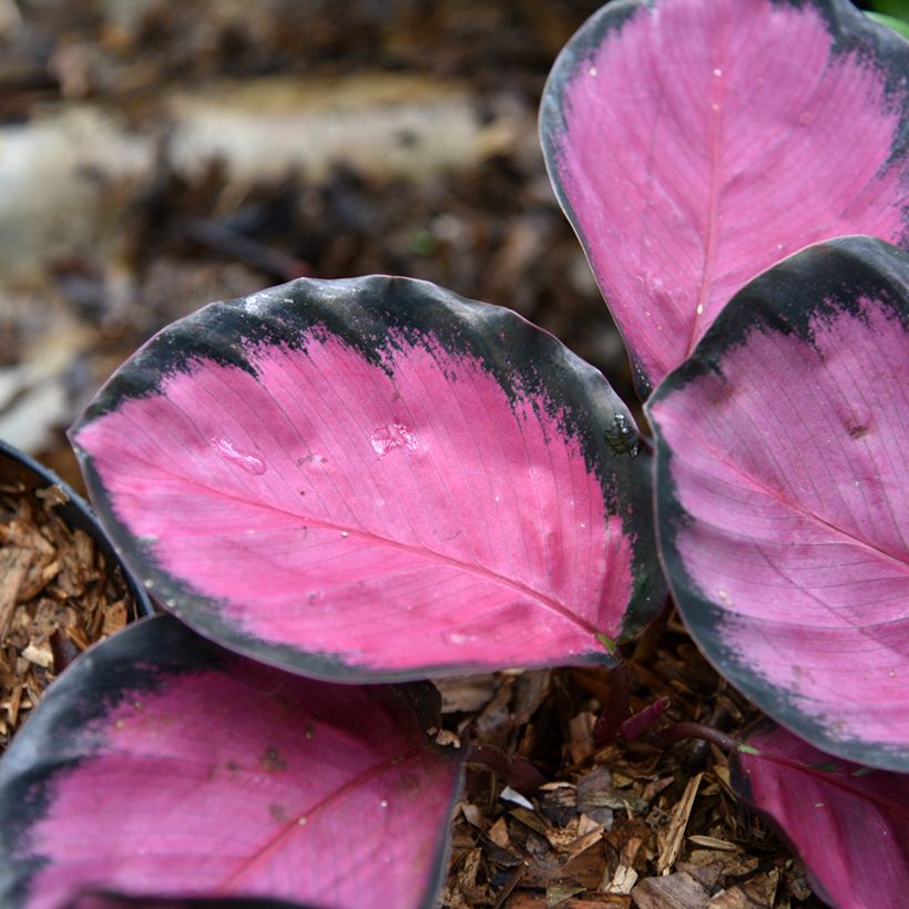 Calathea Crimson (Fogliame)