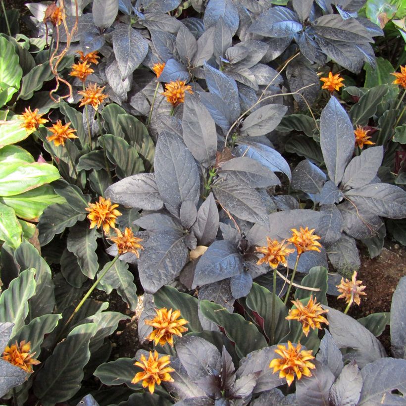 Calathea crocata (Fogliame)
